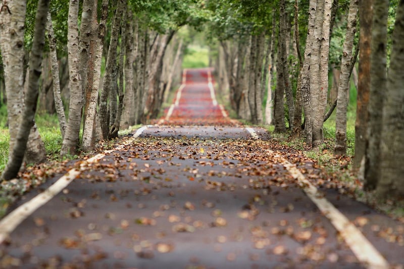 Fork in the road